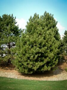 Сосна Чёрная (Pinus Nigra) купить по цене от 270.00р. в интернет-магазине «Посадика» с доставкой почтой в в Тамбове и по всей России – [изображение №1].