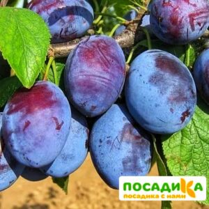 Слива Чачакская ранняя купить по цене от 229.00р. в интернет-магазине «Посадика» с доставкой почтой в в Тамбове и по всей России – [изображение №1].