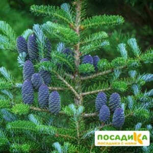 Пихта корейская (Abies koreana) купить по цене от 450.00р. в интернет-магазине «Посадика» с доставкой почтой в в Тамбове и по всей России – [изображение №1].