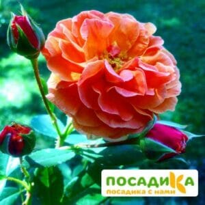 Роза Арабия купить по цене от 350.00р. в интернет-магазине «Посадика» с доставкой почтой в в Тамбове и по всей России – [изображение №1].