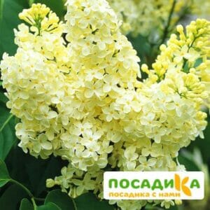 Сирень Примроуз (Primrose) купить по цене от 529.00р. в интернет-магазине «Посадика» с доставкой почтой в в Тамбове и по всей России – [изображение №1].