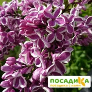 Сирень Сенсация купить по цене от 529.00р. в интернет-магазине «Посадика» с доставкой почтой в в Тамбове и по всей России – [изображение №1].