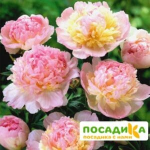 Пион Распберри Сандей (Paeonia Raspberry Sundae) купить по цене от 959р. в интернет-магазине «Посадика» с доставкой почтой в в Тамбове и по всей России – [изображение №1].