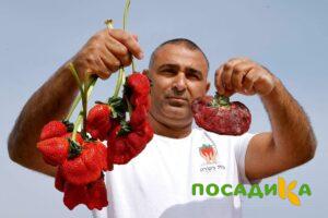 Клубника Гигант Джорнея купить по цене от 266р. в интернет-магазине «Посадика» с доставкой почтой в в Тамбове и по всей России – [изображение №1].