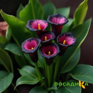 Калла Аура Лейс купить по цене от 400р. в интернет-магазине «Посадика» с доставкой почтой в в Тамбове и по всей России – [изображение №1].