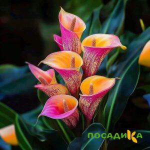 Калла Оникс купить по цене от 450р. в интернет-магазине «Посадика» с доставкой почтой в в Тамбове и по всей России – [изображение №1].