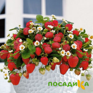 Клубника Рубиновый Шепот (горшечная) купить по цене от 240р. в интернет-магазине «Посадика» с доставкой почтой в в Тамбове и по всей России – [изображение №1].