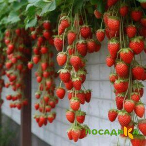 Клубника вьющаяся Комплимент купить по цене от 470р. в интернет-магазине «Посадика» с доставкой почтой в в Тамбове и по всей России – [изображение №1].