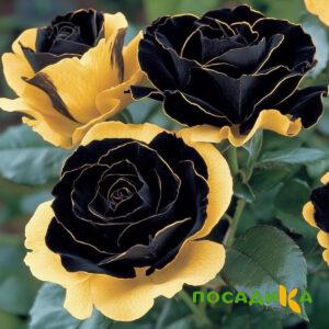 Роза Ханни Сикл купить по цене от 700р. в интернет-магазине «Посадика» с доставкой почтой в в Тамбове и по всей России – [изображение №1].