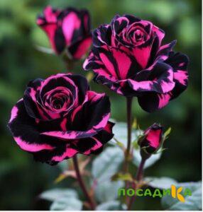 Роза Багровый Шепот купить по цене от 366р. в интернет-магазине «Посадика» с доставкой почтой в в Тамбове и по всей России – [изображение №1].