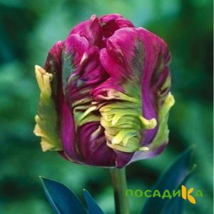 Тюльпан Экзотик Хэвен купить по цене от 186р. в интернет-магазине «Посадика» с доставкой почтой в в Тамбове и по всей России – [изображение №1].
